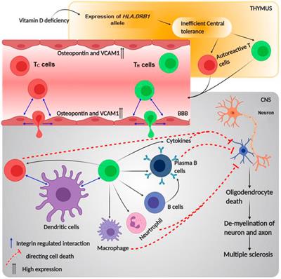 Integrin Regulated Autoimmune Disorders: Understanding the Role of Mechanical Force in Autoimmunity